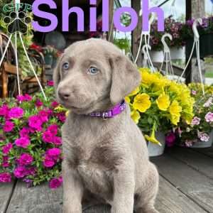 Shiloh, Silver Labrador Retriever Puppy